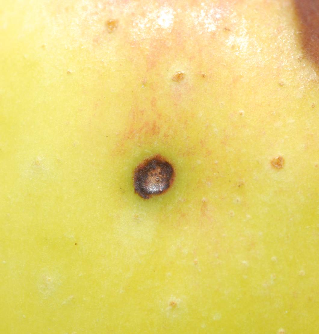 Figure 1jpg
